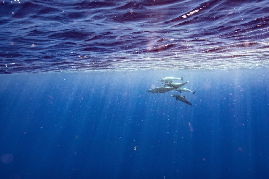 dauphin sauvage long bec