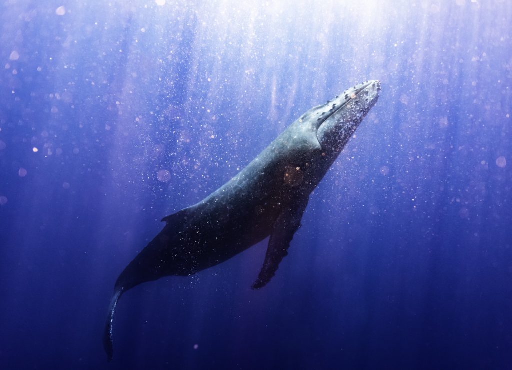 Baleine charlotte boiron