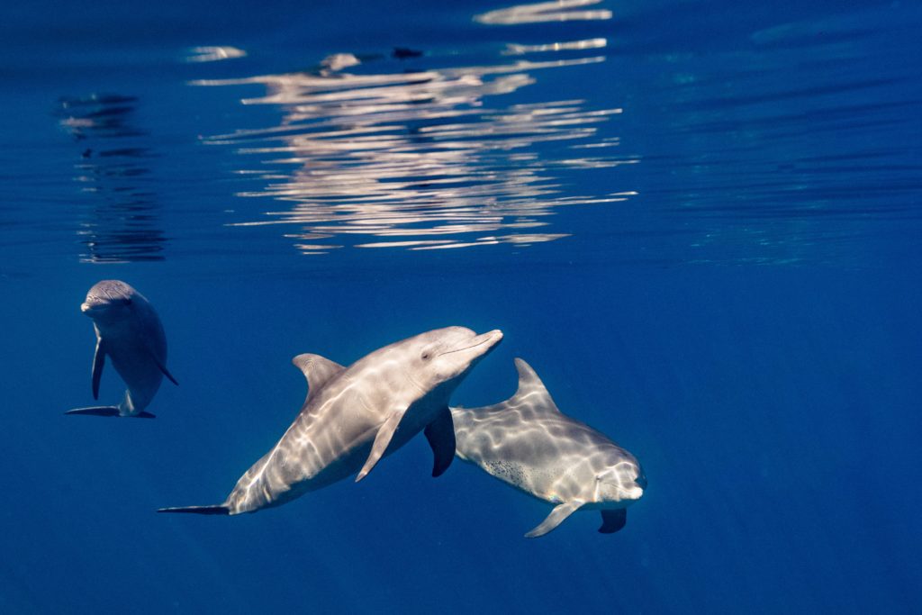 dauphin aduncus