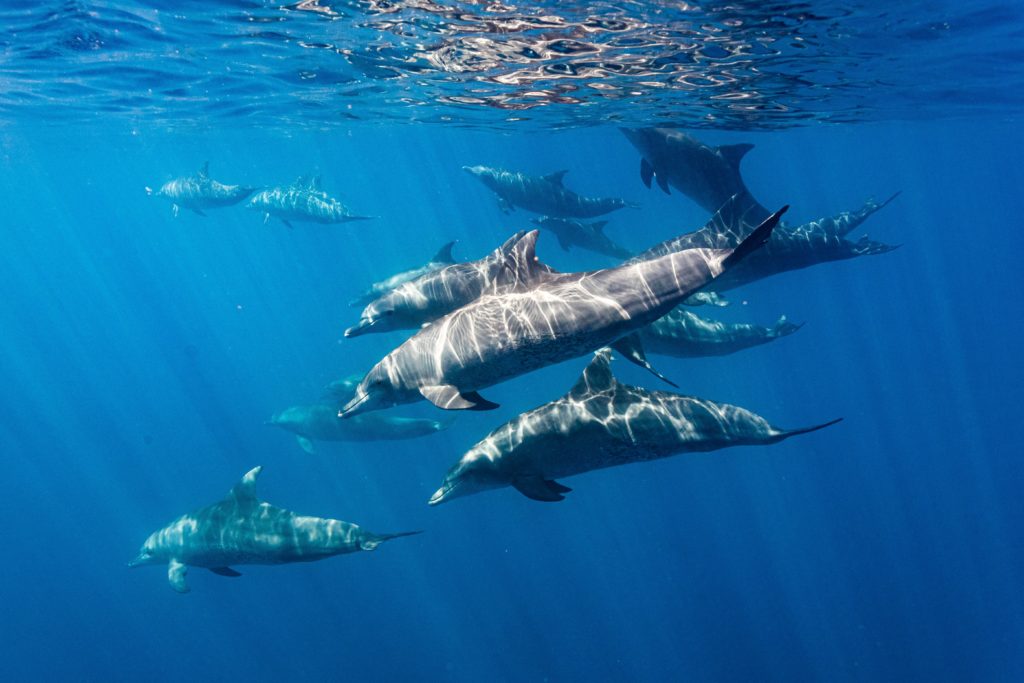 Dauphin ile de la réunion