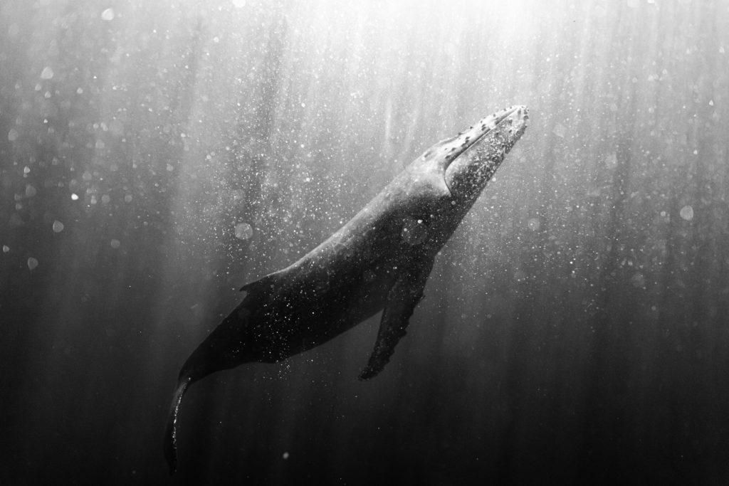 baleine à bosse