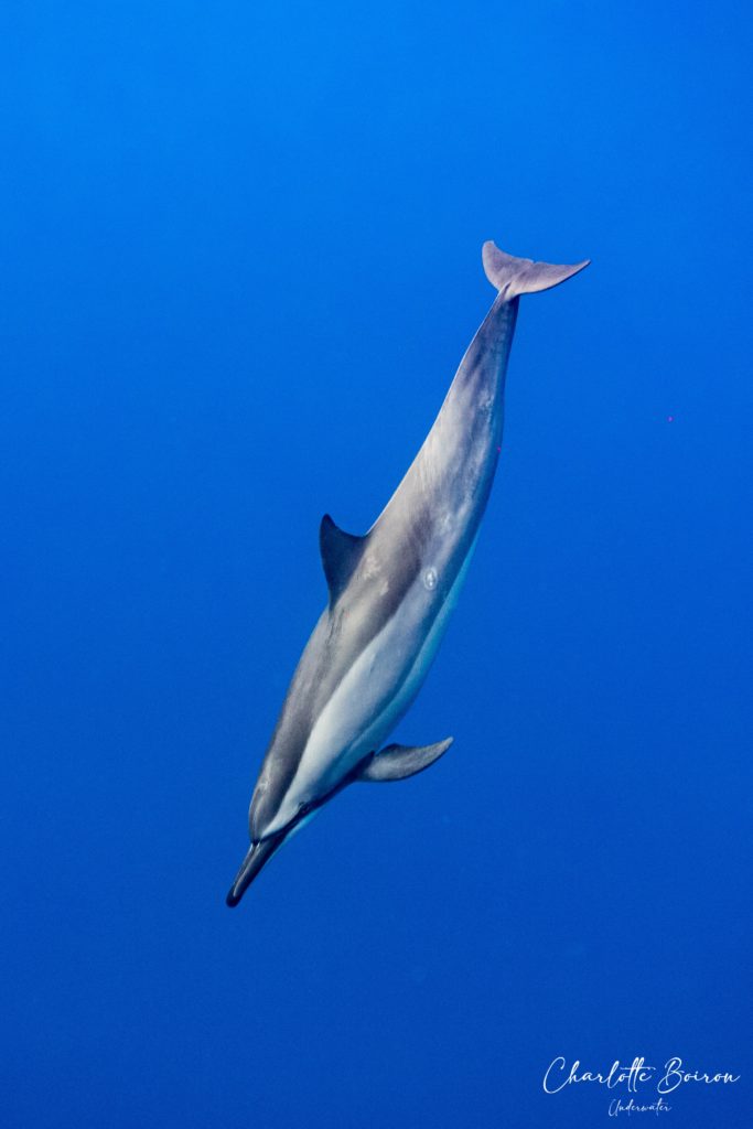 Dauphin ile de la réunion
