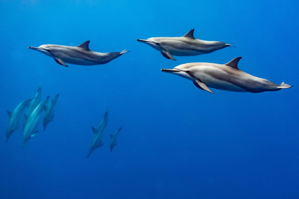 Dauphin ile de la réunion