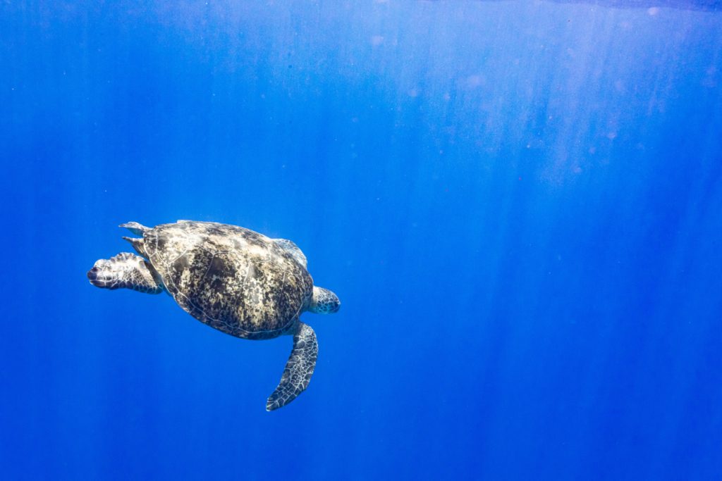 tortue ile de la reunion