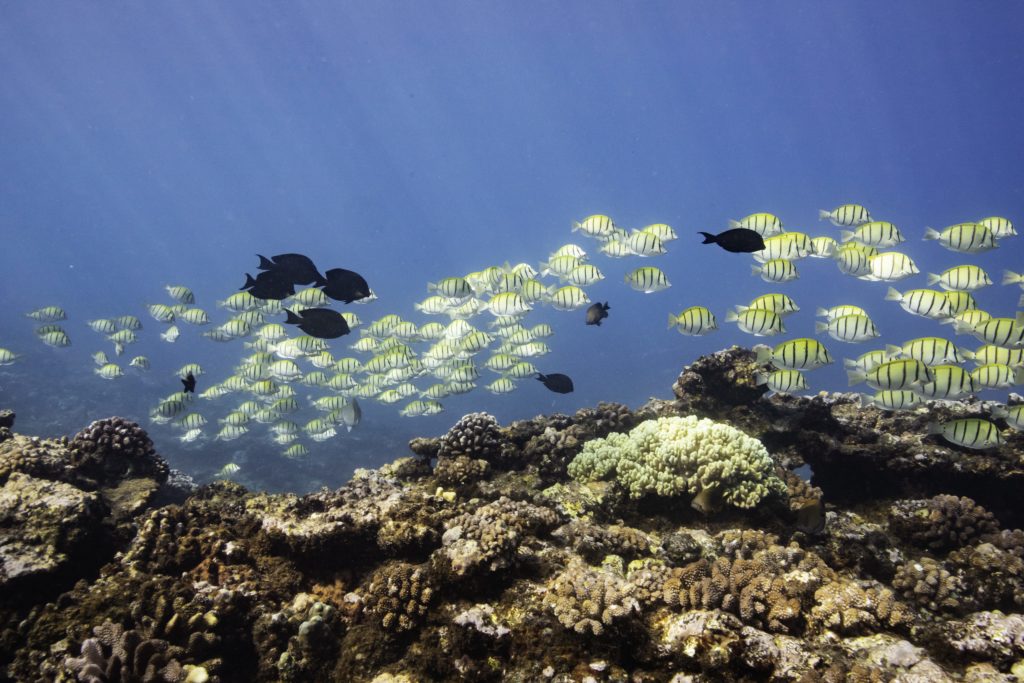 Charlotte Boiron Photographe