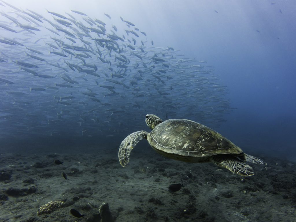 plongée ile de la réunion