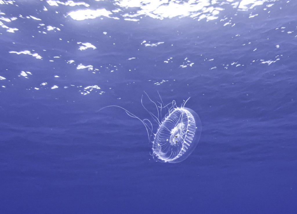 Charlotte boiron photographe