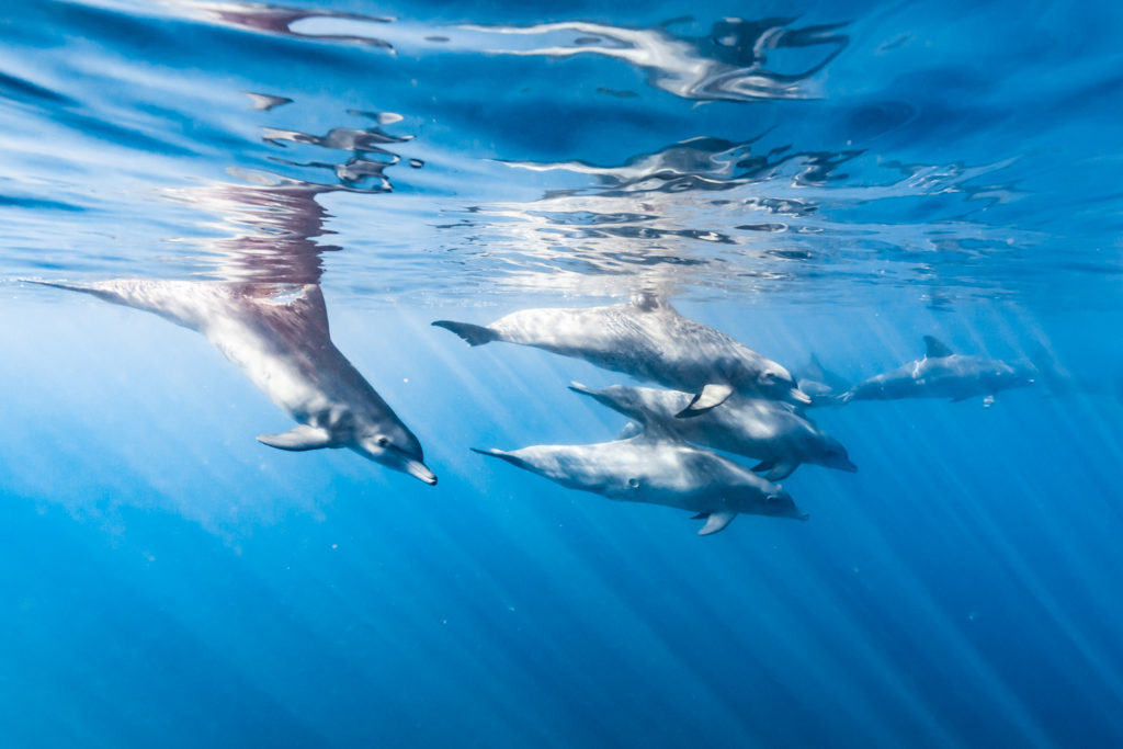 dauphin charlotte boiron