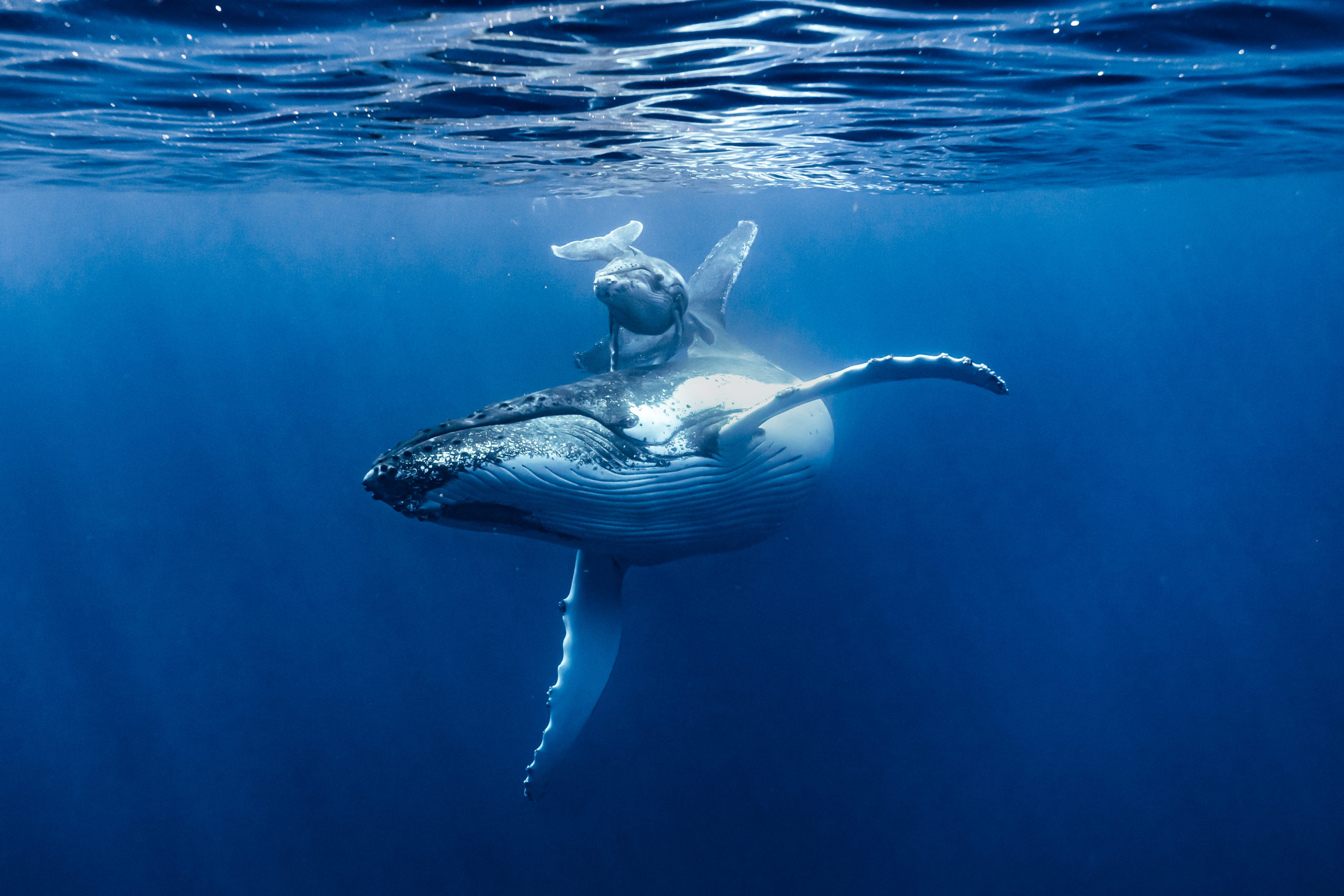 Baleine à bosse réunion