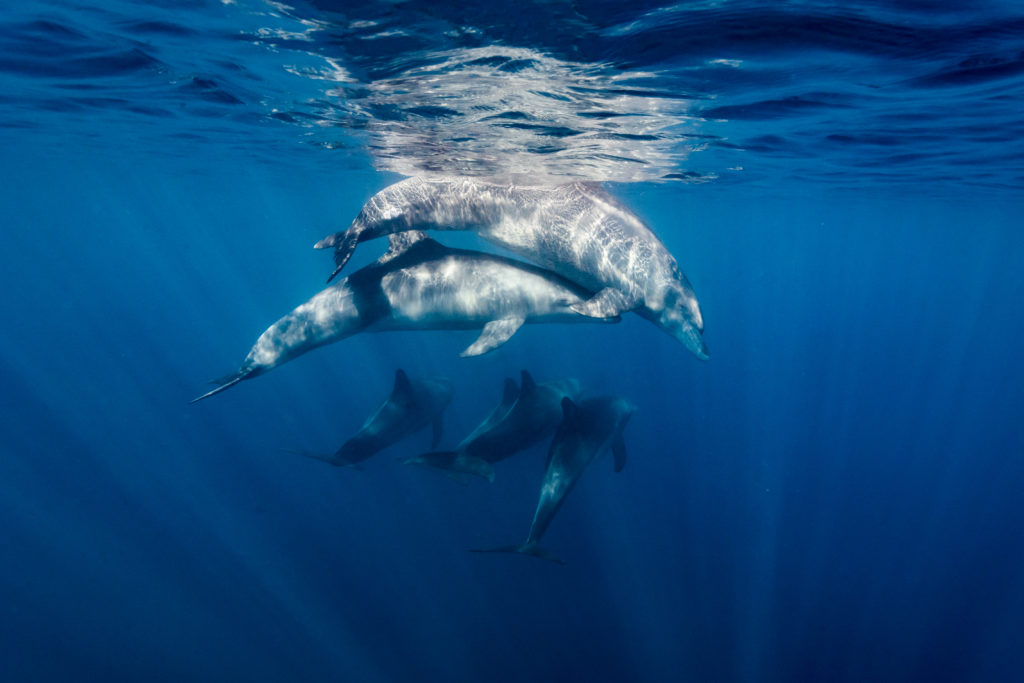 dauphin charlotte boiron