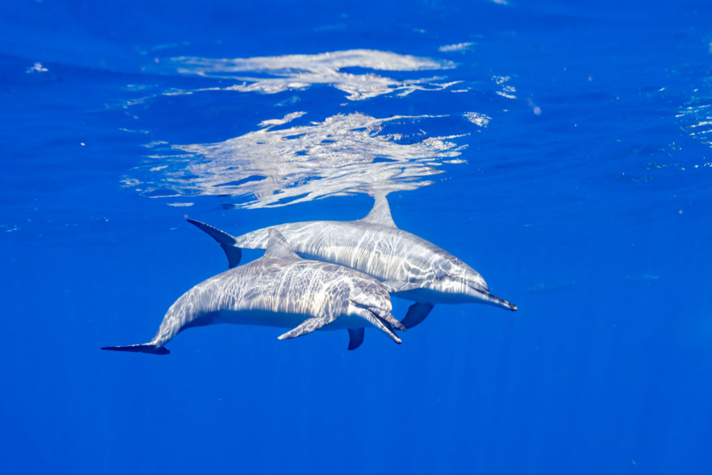 dauphin charlotte boiron