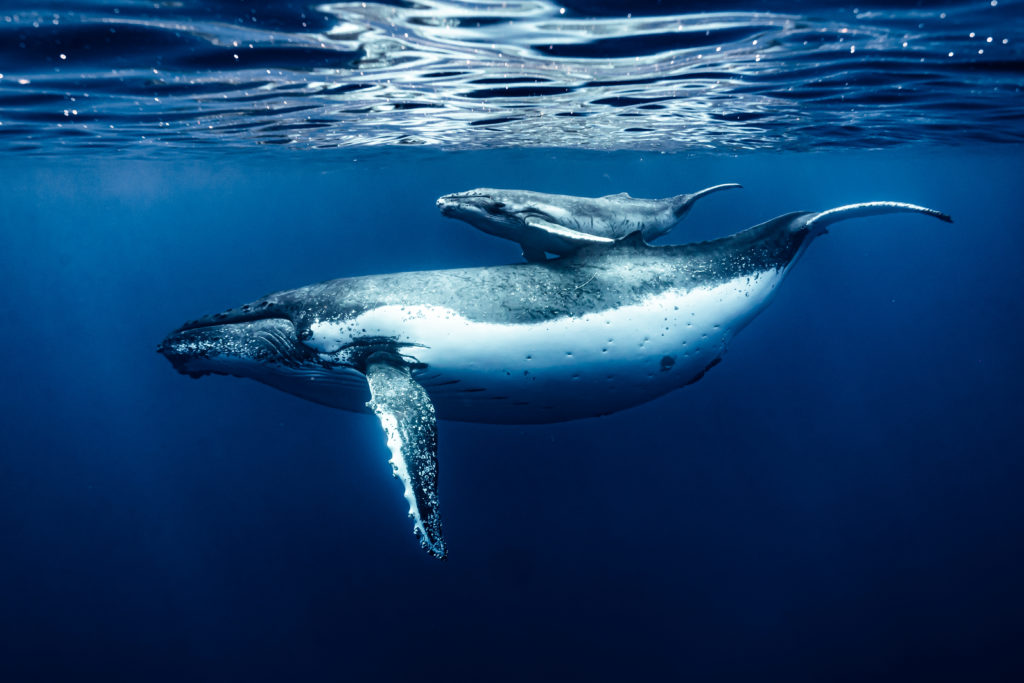 Baleine à bosse réunion