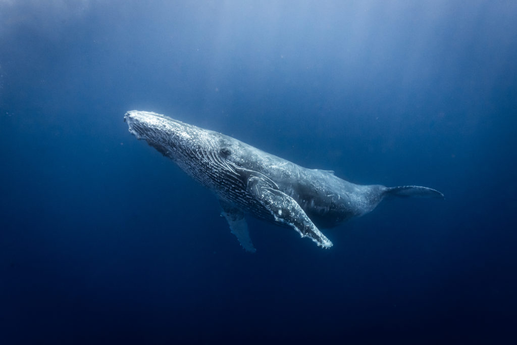 baleine ile de la réunion