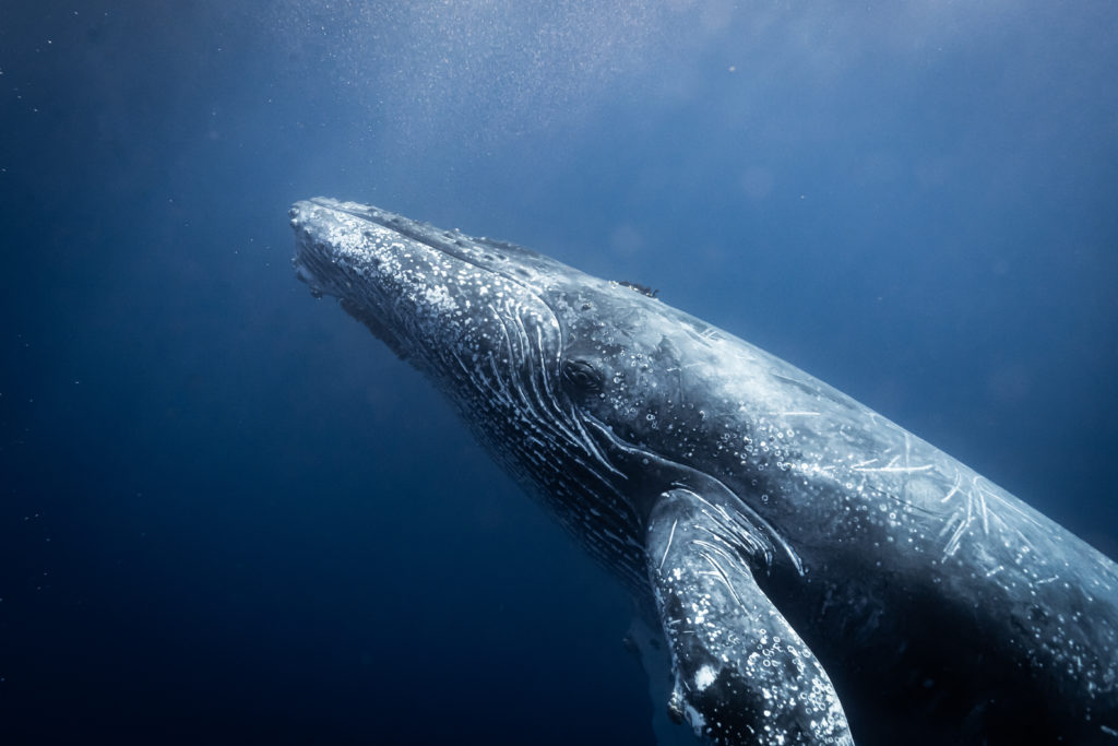 baleine ile de la réunion