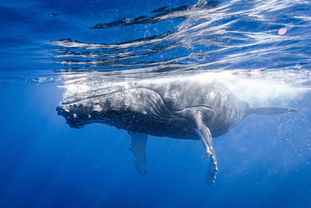 photographie baleine réunion