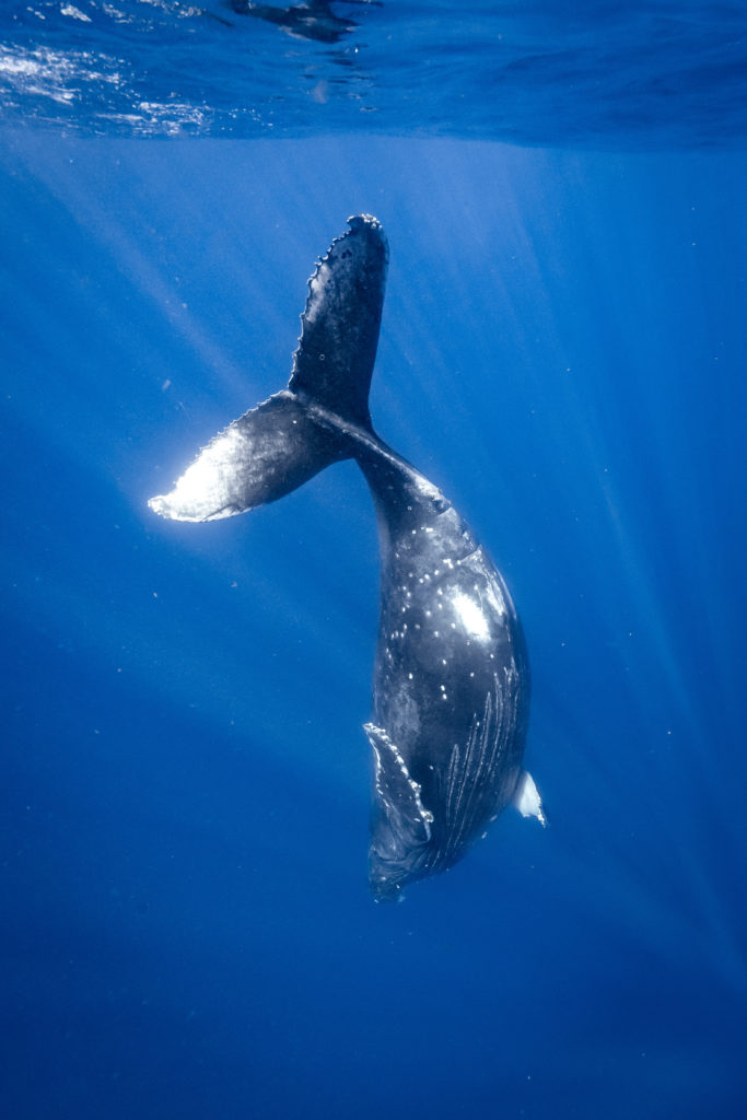 photographie baleine réunion