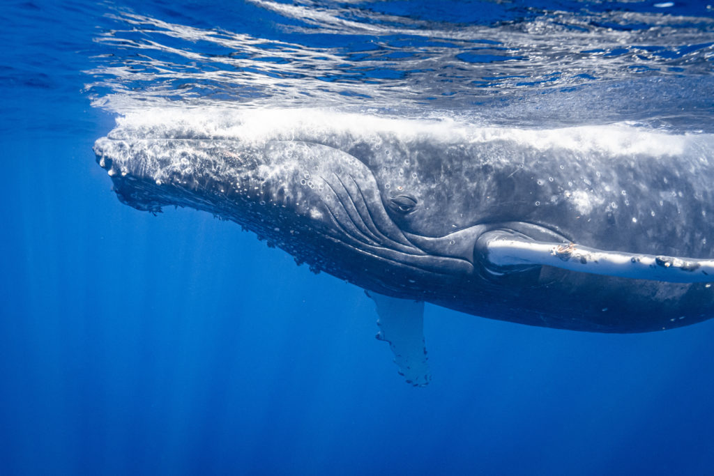 photographie baleine réunion