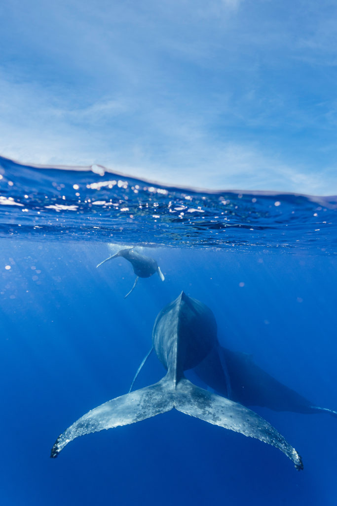 photographie baleine réunion