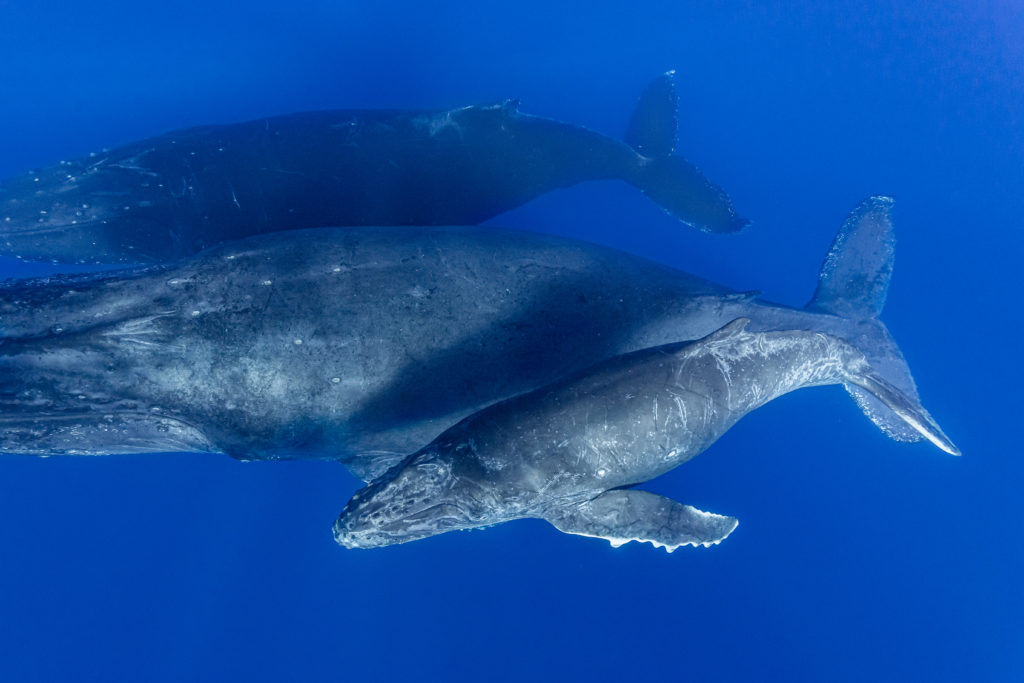 photographie baleine réunion