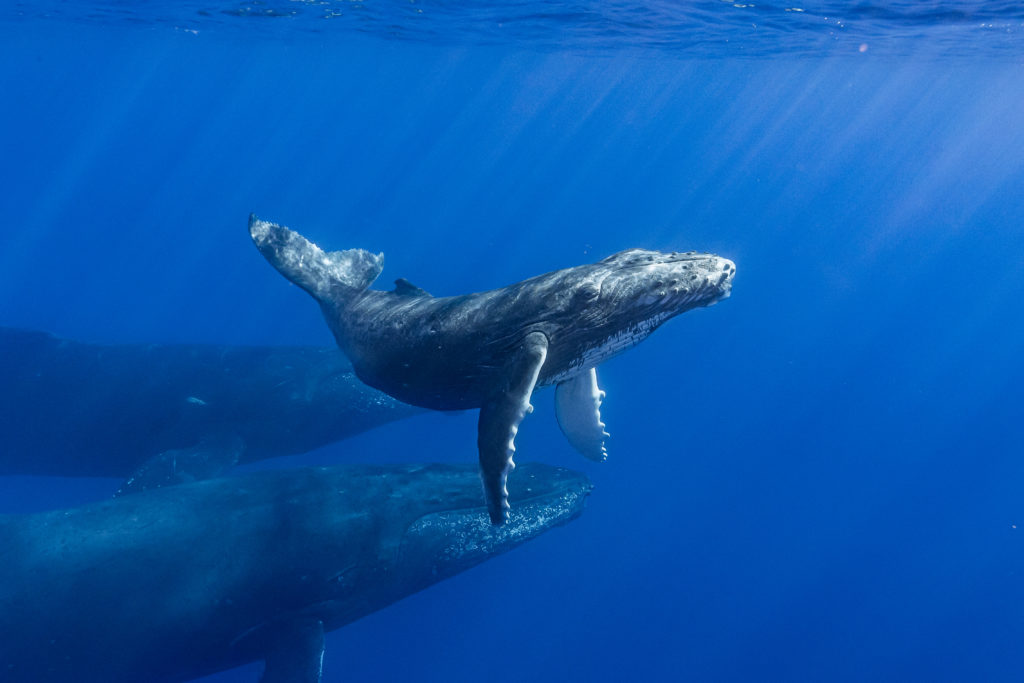 photographie baleine réunion