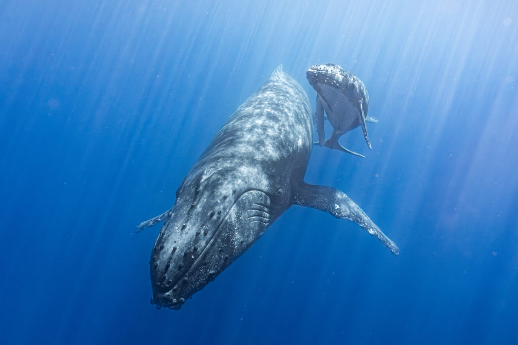 photographie baleine réunion
