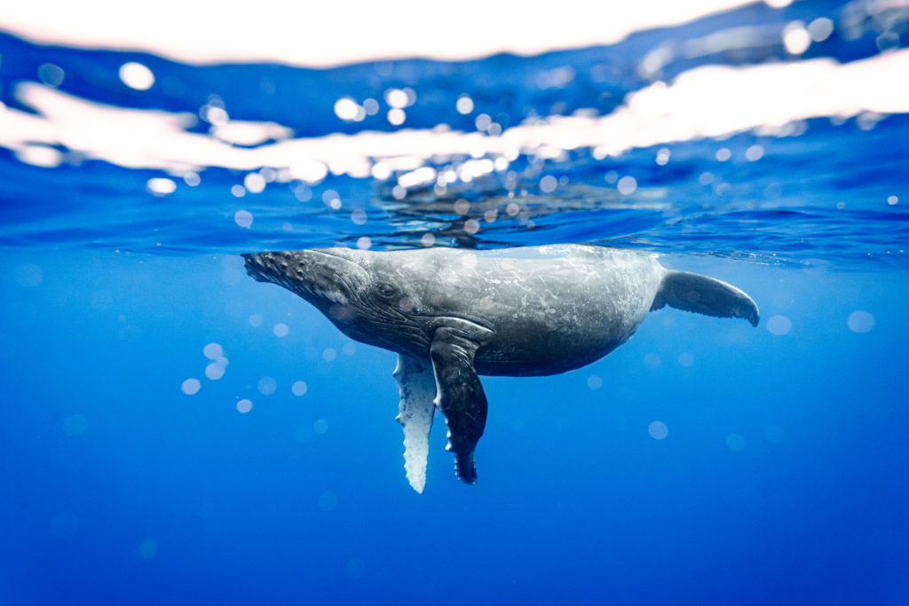 photographie baleine réunion