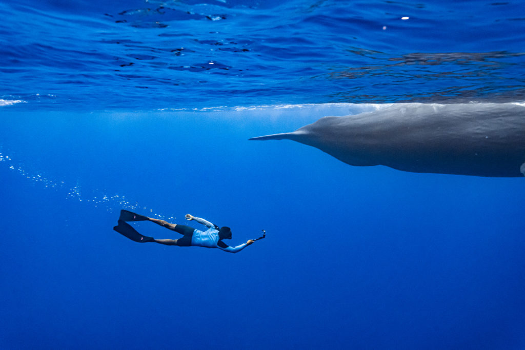 cachalot ile maurice