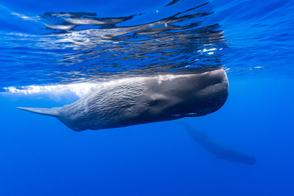 cachalot ile maurice