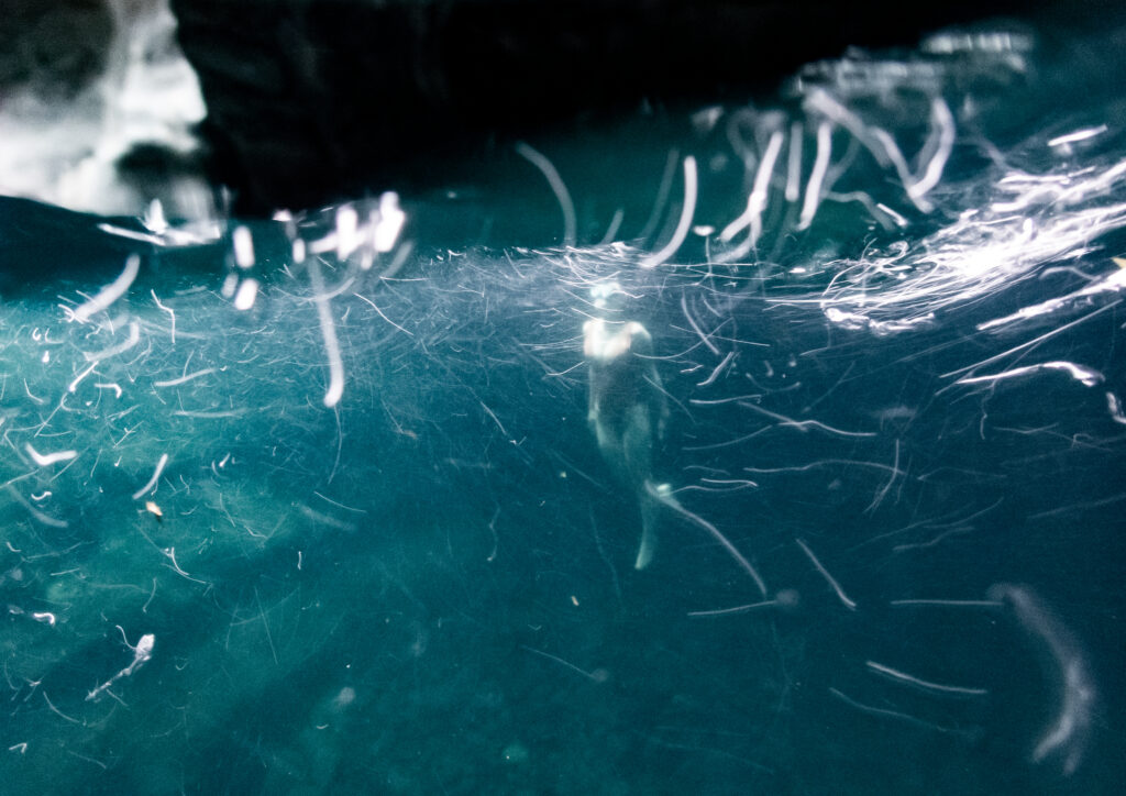 Portrait aquatique La Réunion